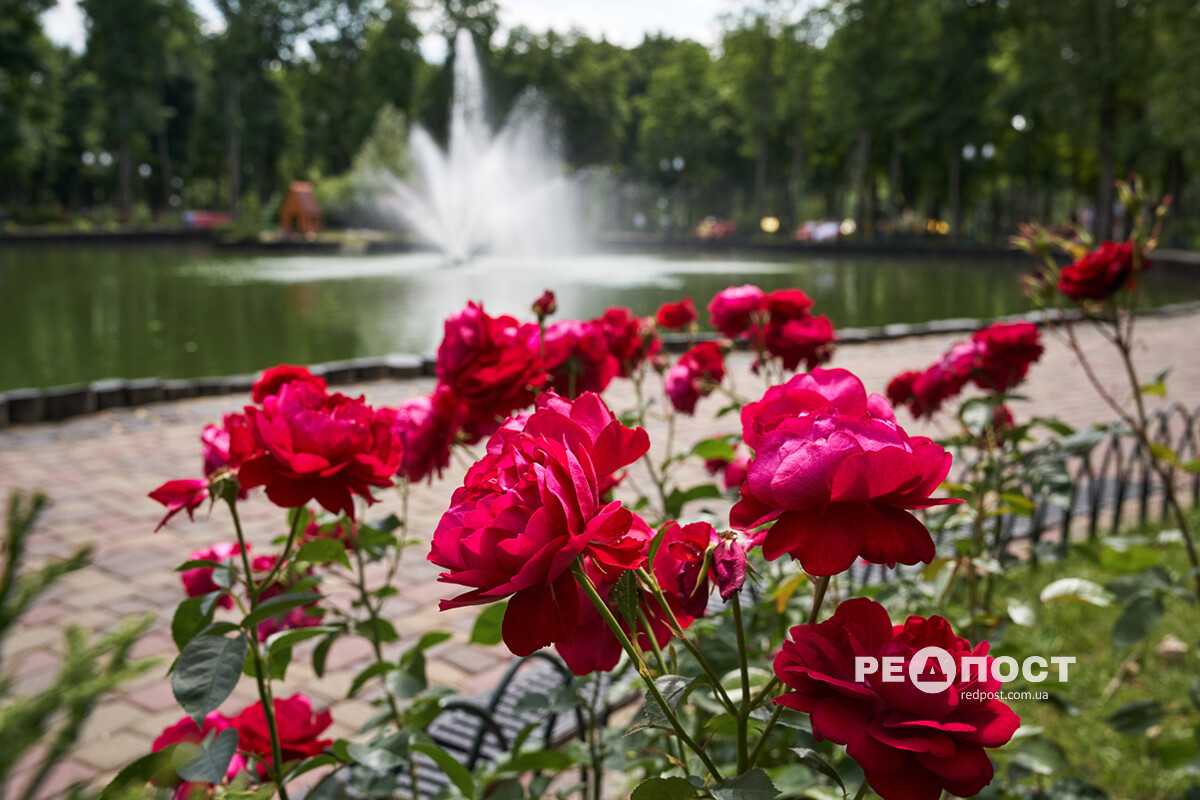 Харків, центральний парк, квіти
