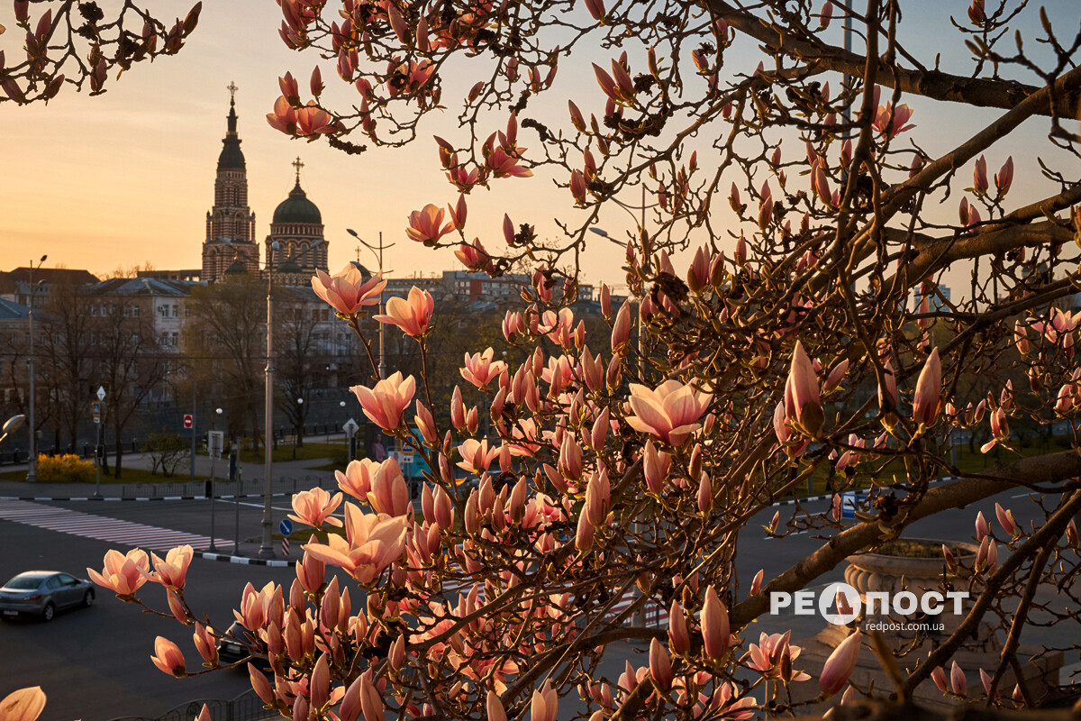 Харків, весна, квіти
