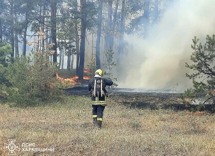 На Харківщині вирують масштабні лісові пожежі: в Ізюмському районі детонують боєприпаси, готується евакуація (фото)