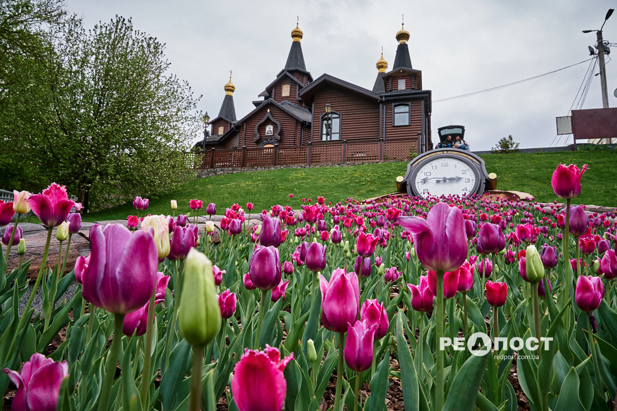 Харків, весна, квіти