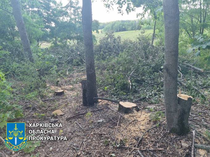 Новини Харкова: трьох чоловіків судитимуть за вирубку дерев на 1,6 млн грн