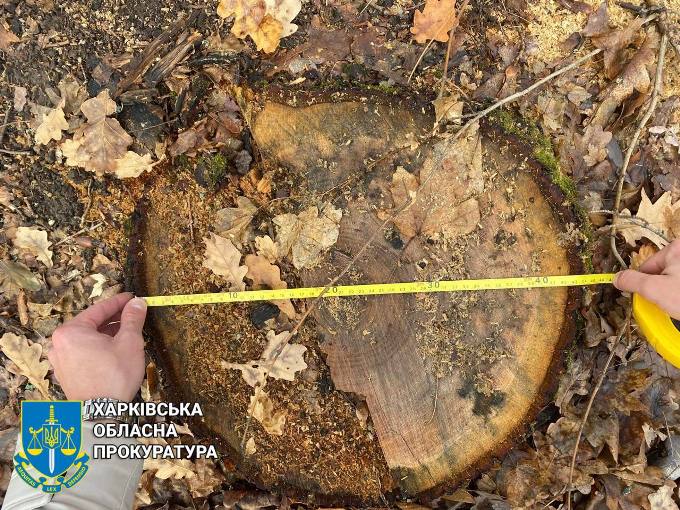 Новини Харкова: трьох чоловіків судитимуть за вирубку дерев на 1,6 млн грн