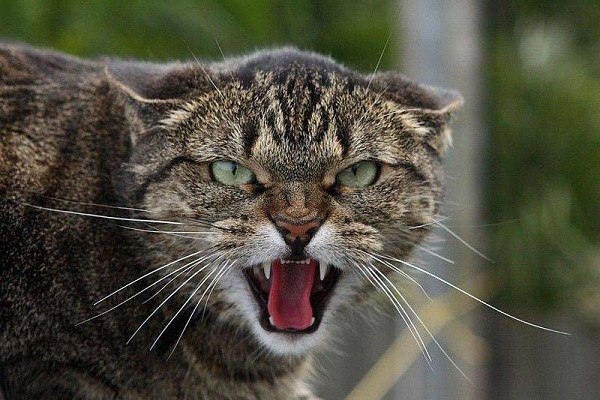 сказ у кота