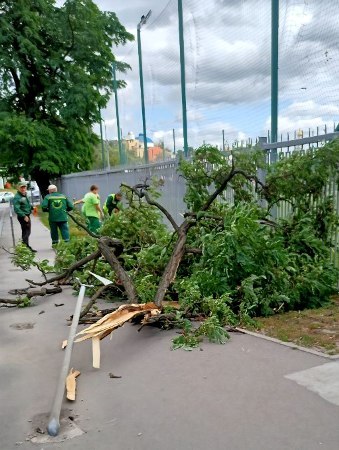 У Харкові прибирають повалені дерева після буревію