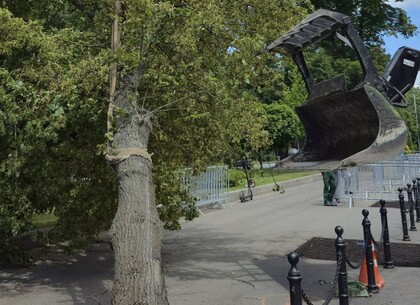 Унікальна операція в Харкові: липа з центру знайшла нову локацію (фото)