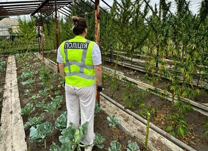 На Харківщині поліцейські вилучили більше 1500 нарковмісних рослин