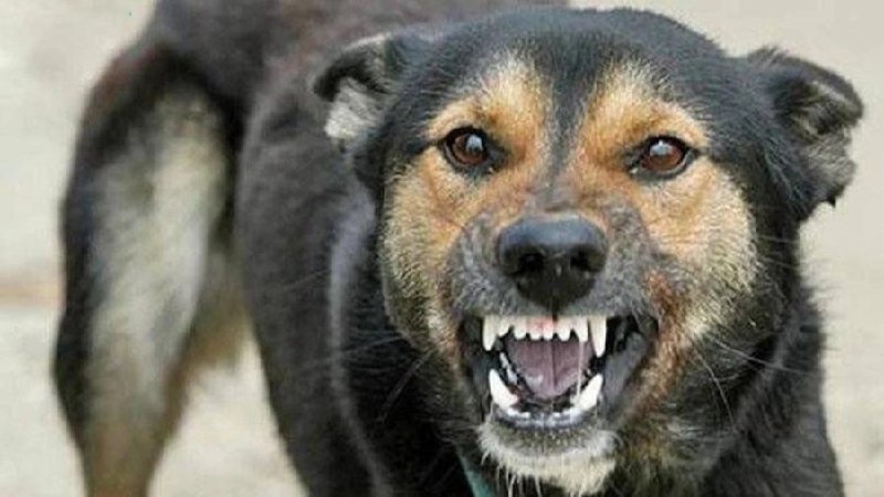 У Соколовому на Харківщині зафіксовано випадок сказу собаки