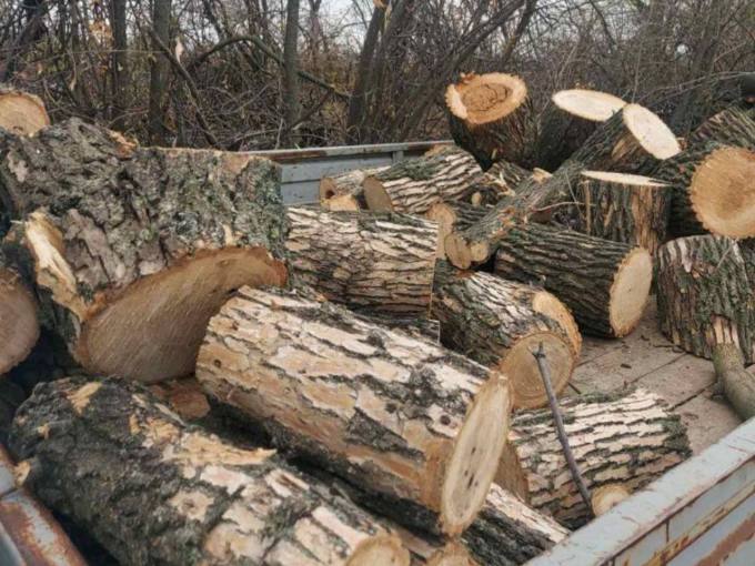 На Харківщині судитимуть чоловіка за незаконну порубку дерев
