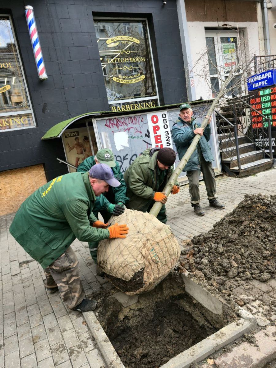Висаджують дерева на вулицях у центрі міста: Новини Харкова