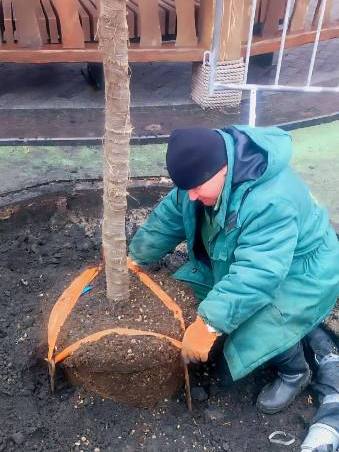 висадка кленів в саду шевченка харків