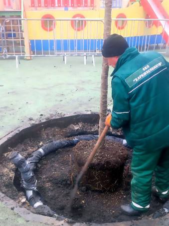 висадка кленів в саду шевченка харків