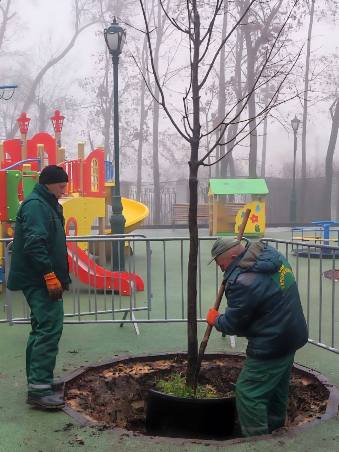 висадка кленів в саду шевченка харків