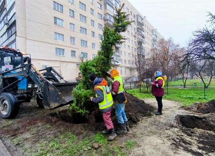 За період повномасштабного вторгнення в Харкові загинуло більше 2,5 тис. дерев - Ігор Терехов