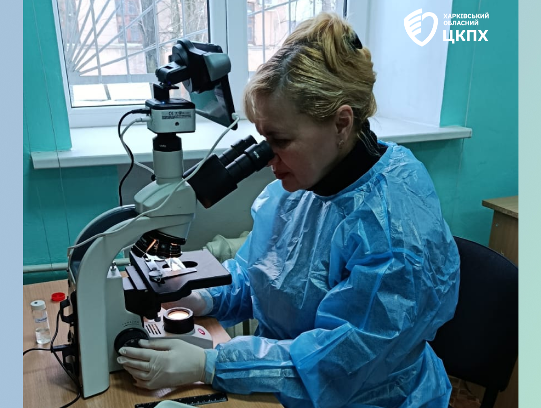 Новини Харкова: випадок дирофіляріозу зафіксовано
