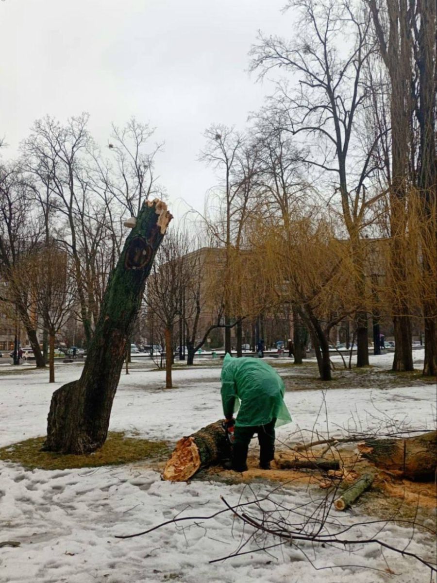 Новини Харкова: дерево впало біля Держпрому