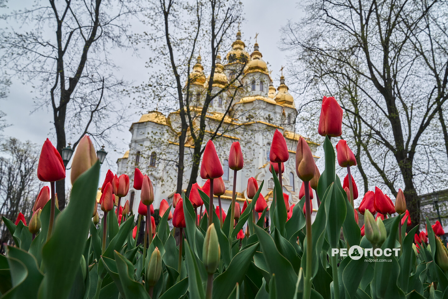 Харків, весна, квіти, тюльпани