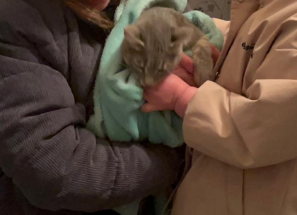 У Харкові врятували кота, який чотири дні провів на дереві