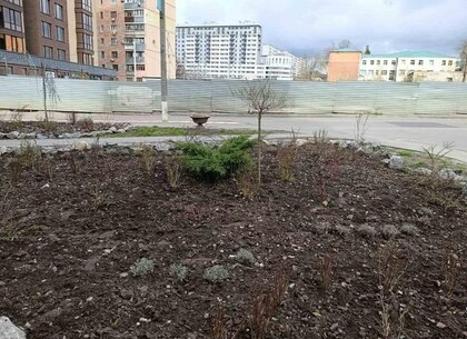 У Харкові почастішали випадки крадіжок декоративних рослин із міських клумб