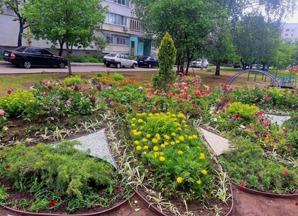 Геометрія краси: у дворі Київського району облаштували сучасну клумбу
