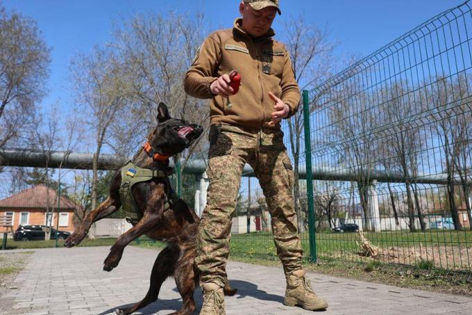 Новини Харкова: у «Скіфів» з’явилась вівчарка з Європи