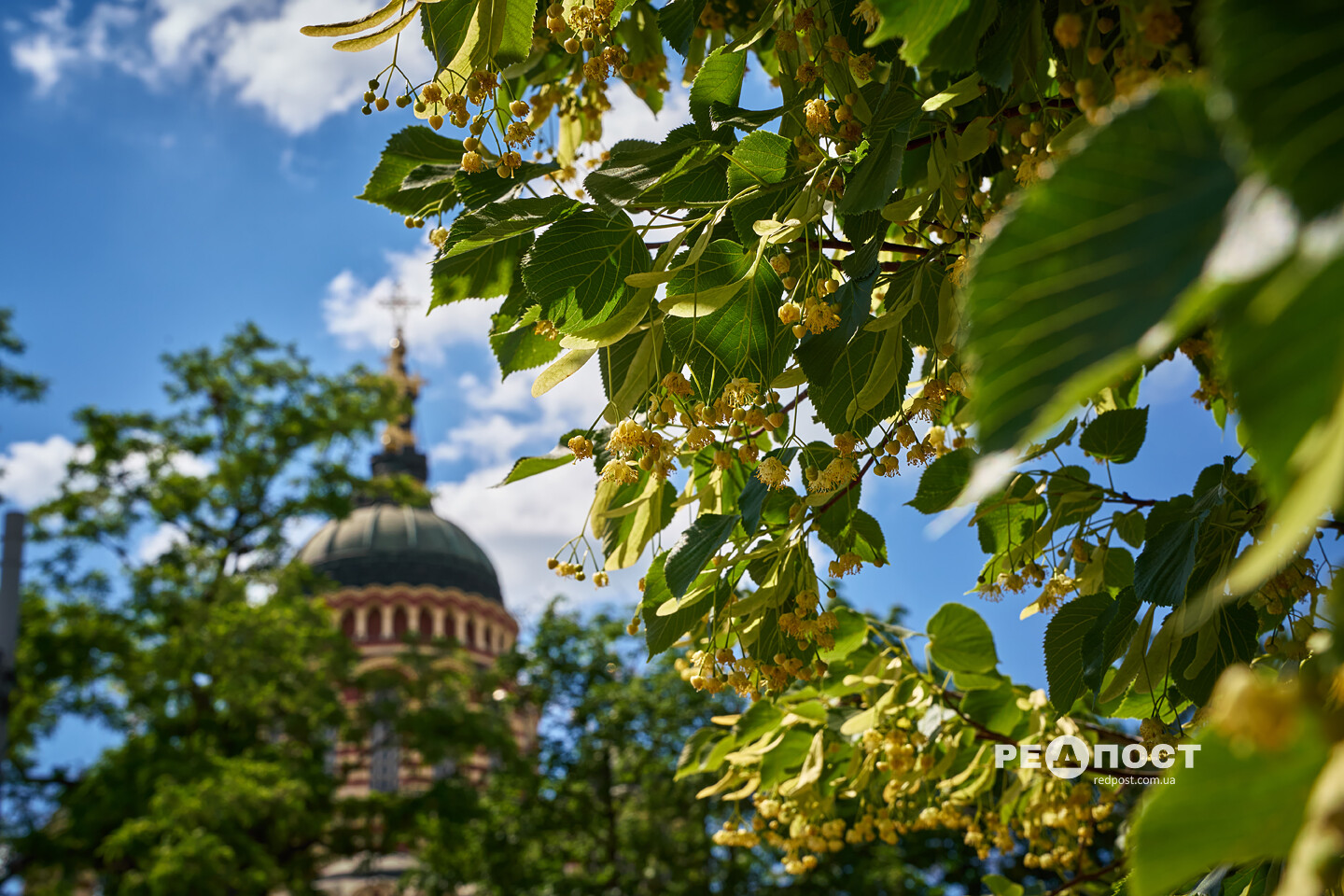 Харків, пейзаж, літо, липа