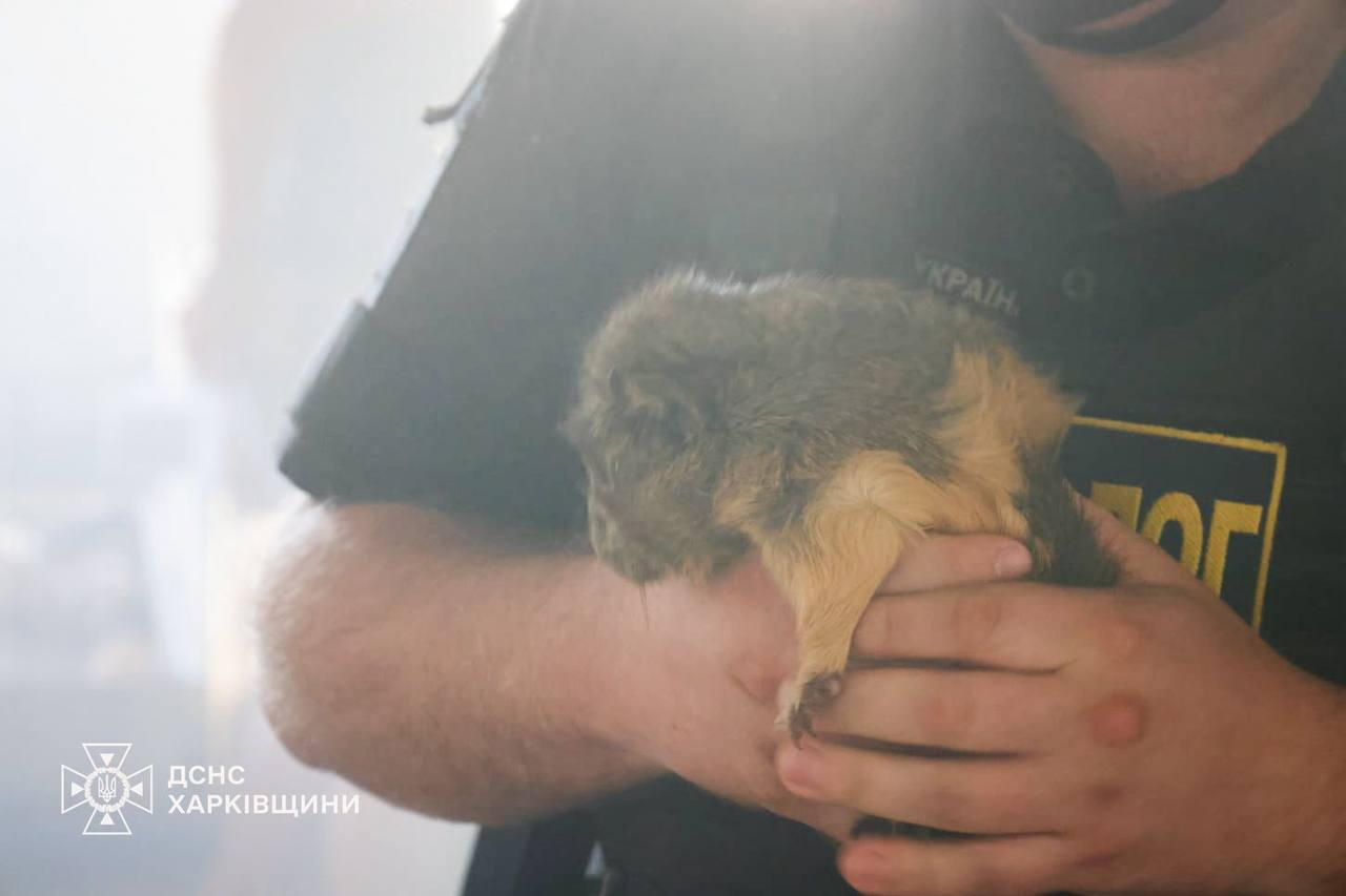 Загинули кілька тварин через улар по харківському зоопарку окупантів: Новини Харкова