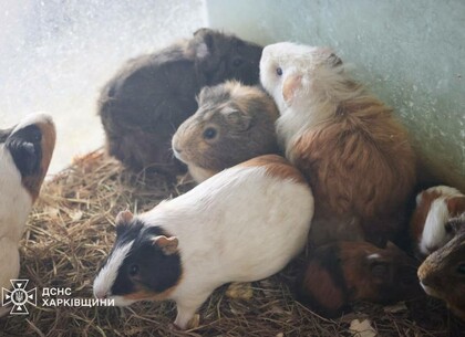 Окупанти вдарили по харківському зоопарку (фото) (оновлено)