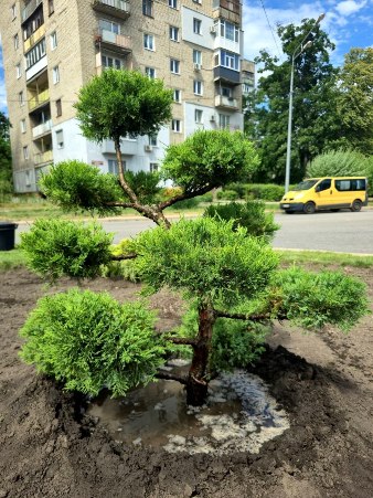 Новини Харкова: на Отакара Яроша створюють зелену композицію