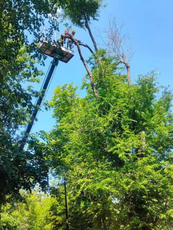 дерева парк юрьєва харків