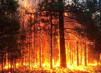 Найвищий рівень загрози: на Харківщині оголосили надзвичайну пожежну небезпеку